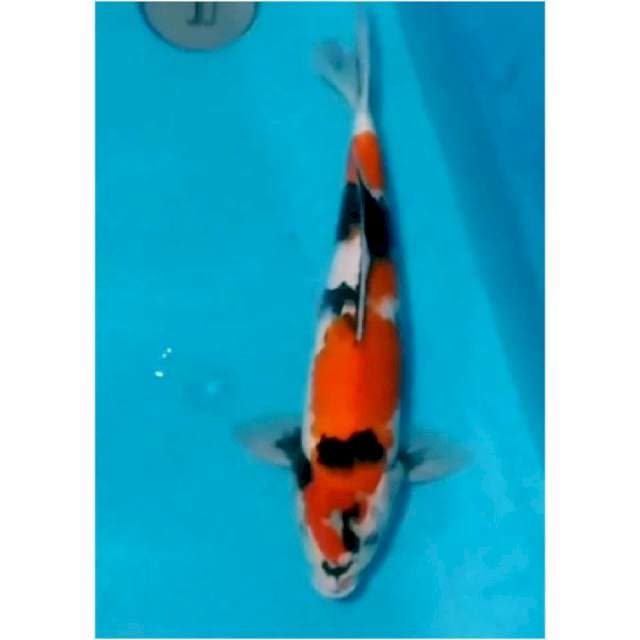 ~{stnk}~showa JOS 36cm