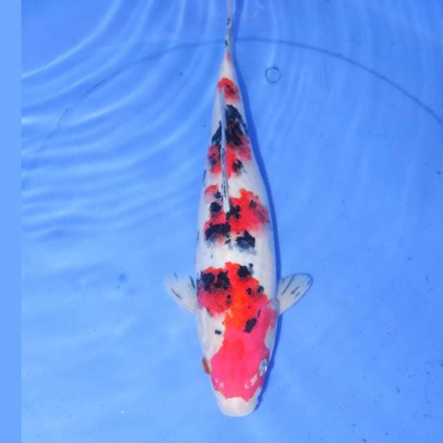 32cm SANKE
