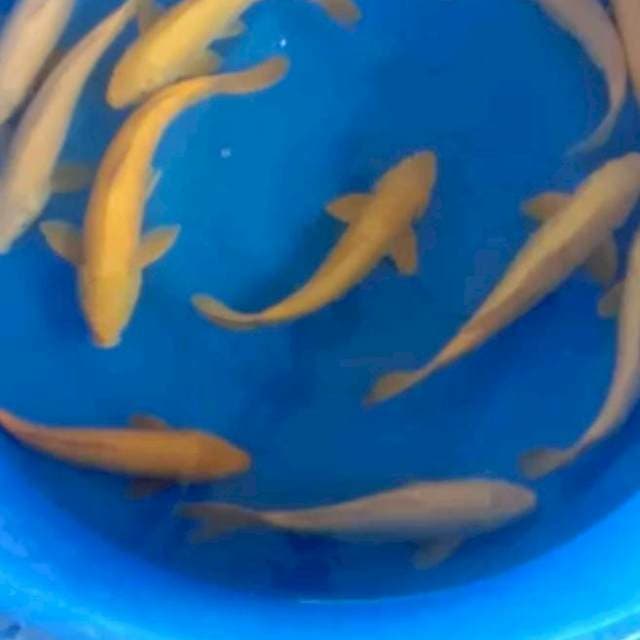Karasi anakan import pilih salah satu ikan