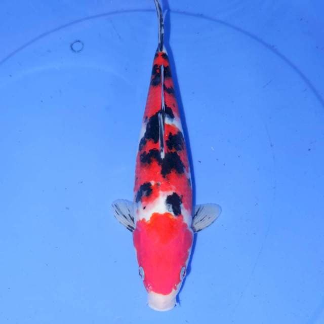 31cm SANKE