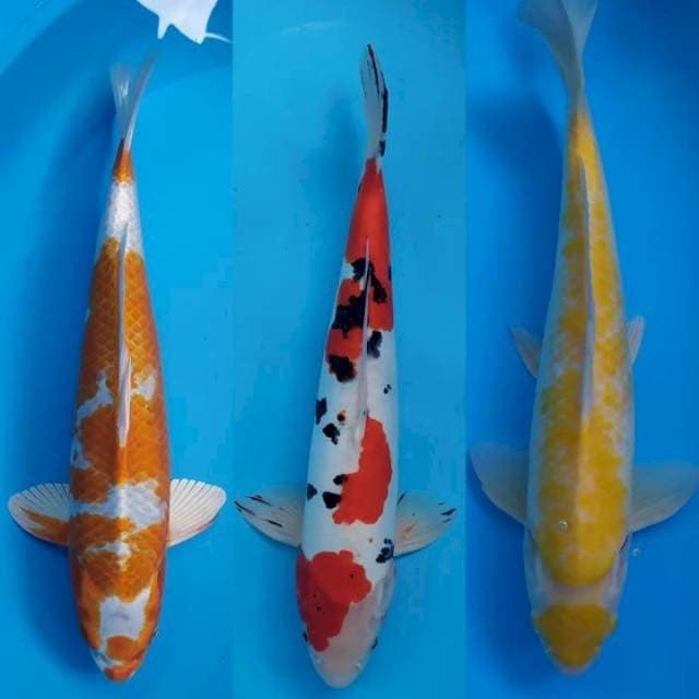 mix 3 ekor 41,43 & 46 cm