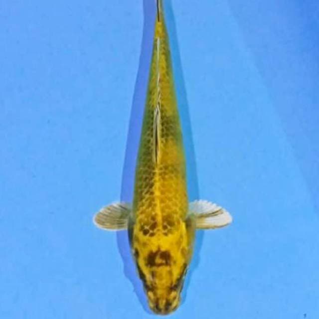 Kin ki utshuri