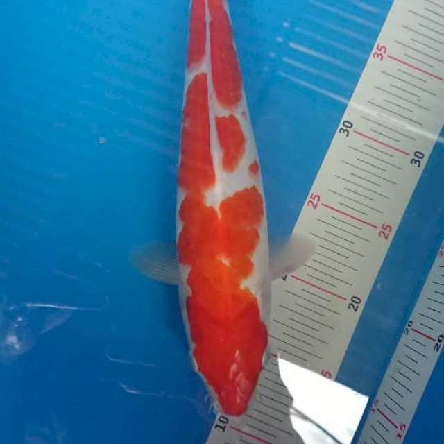 Kohaku 33cm
