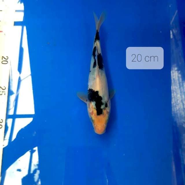 Shiro 20 cm