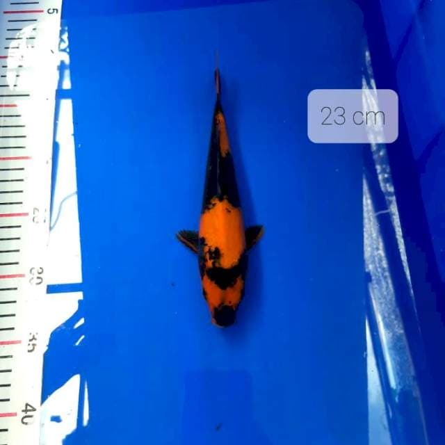 Utsuri 23 cm