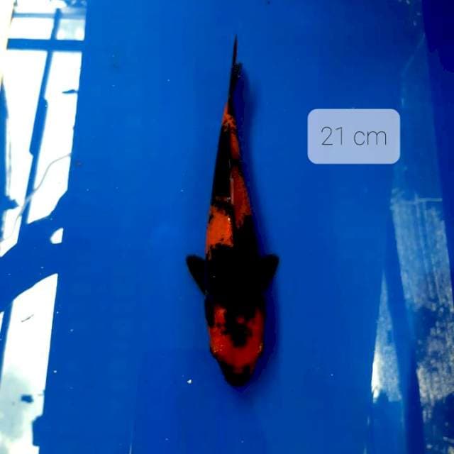 Utsuri 21 cm