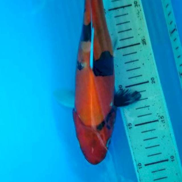 showa doitsu 30 cm