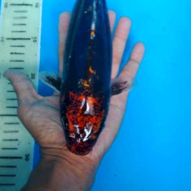 beni kumon 33 cm