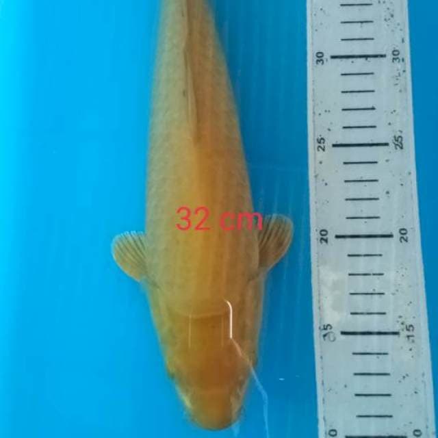 Karasi mata merah