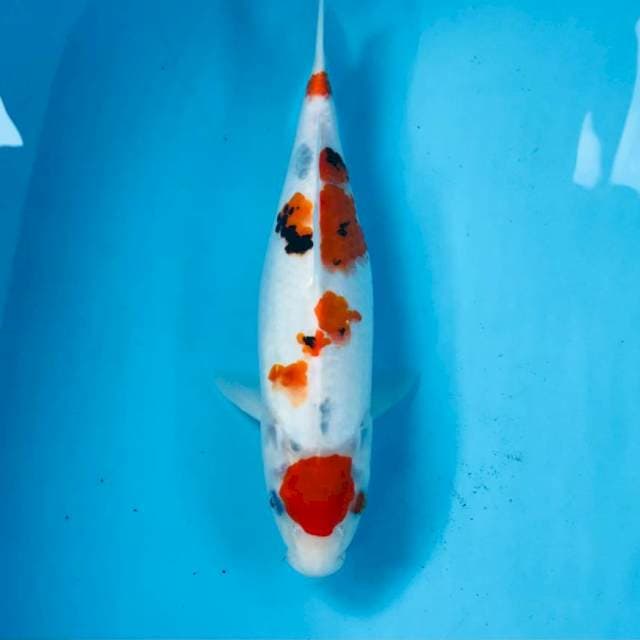 Sanke, 28 cm