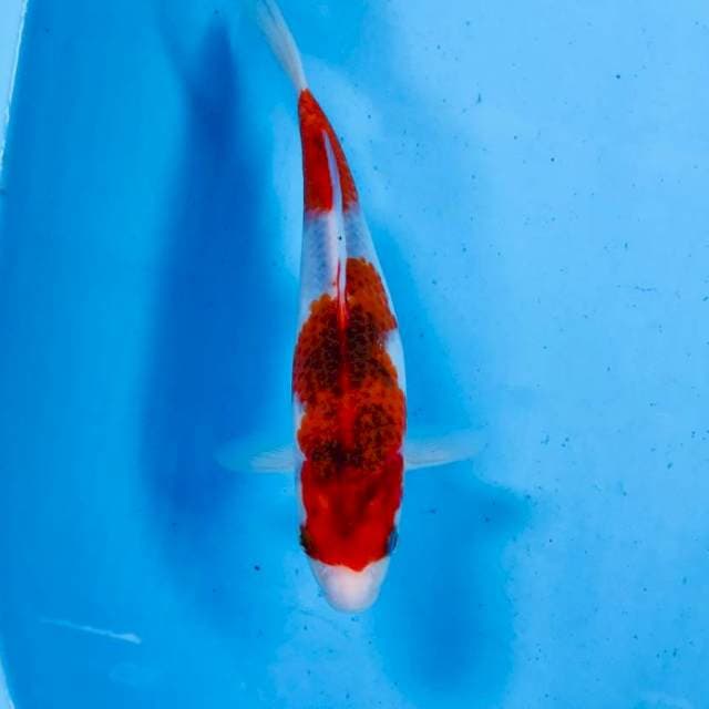 Goromo, 22 cm