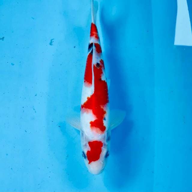 Sanke, 28 cm