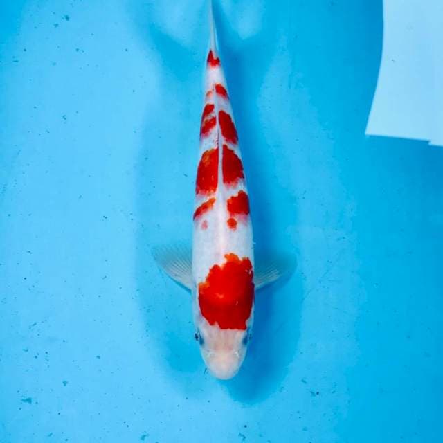 Kohaku, 26 cm