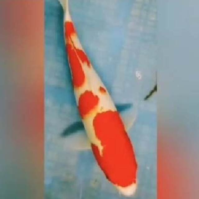 ~{m3}~KOHAKU 30cm