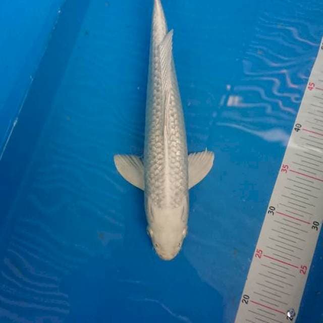 Platinum Full Ginrin 36cm