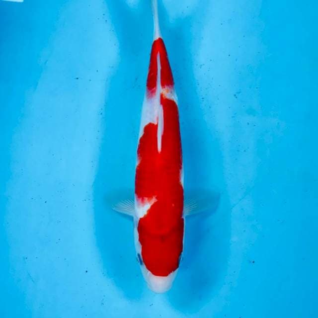 Kohaku, 26 cm