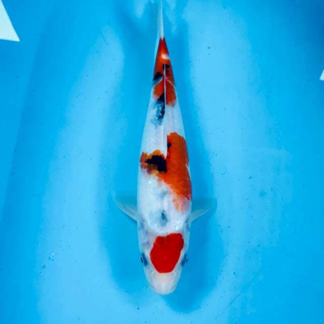 Sanke, 29 cm