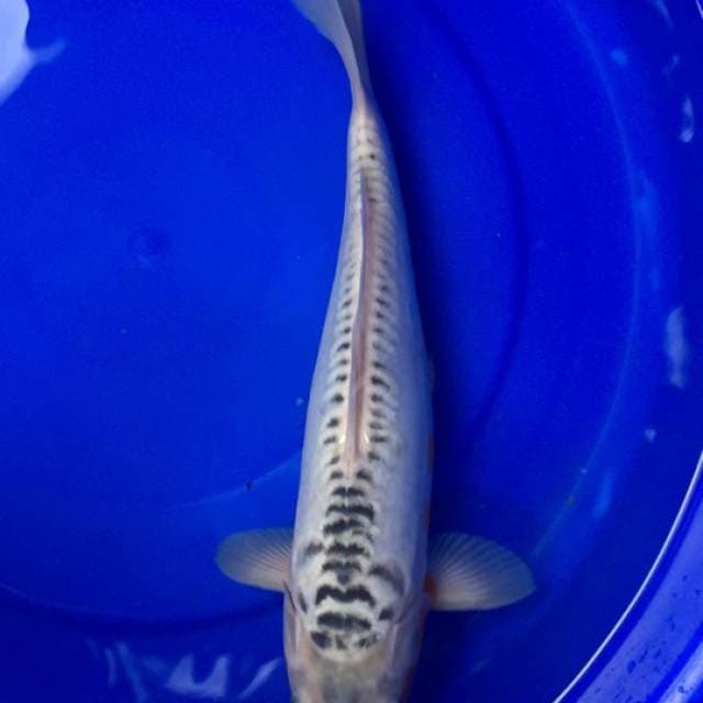 Shusui bulky 36 cm