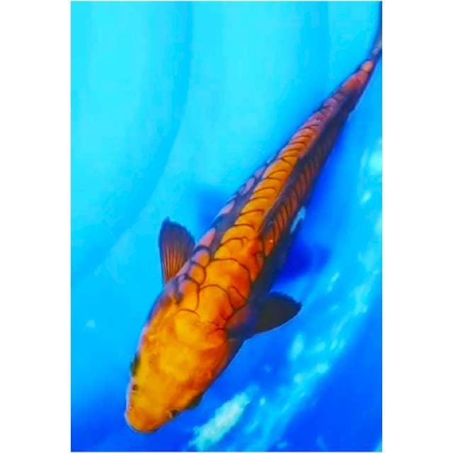 ~{m3}~CAGOI TEMBAGA RISK NAGA 30cm