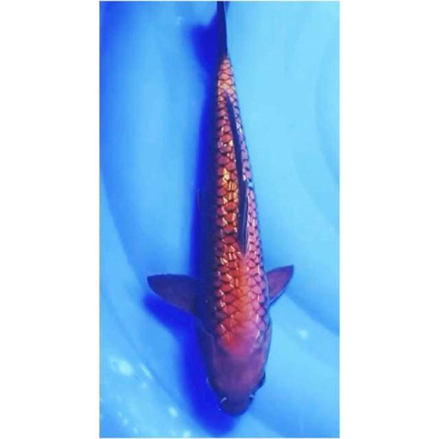 ~{m3}~CAGOI TEMBAGA GINRIN 33cm