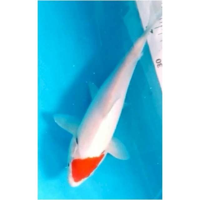 ~{m3}~TC KOHAKU 30cm