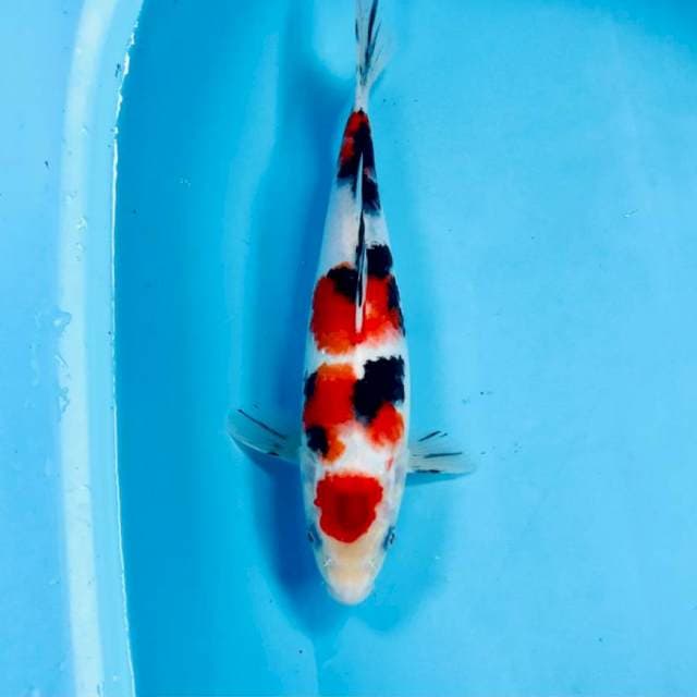 Sanke, 26 cm