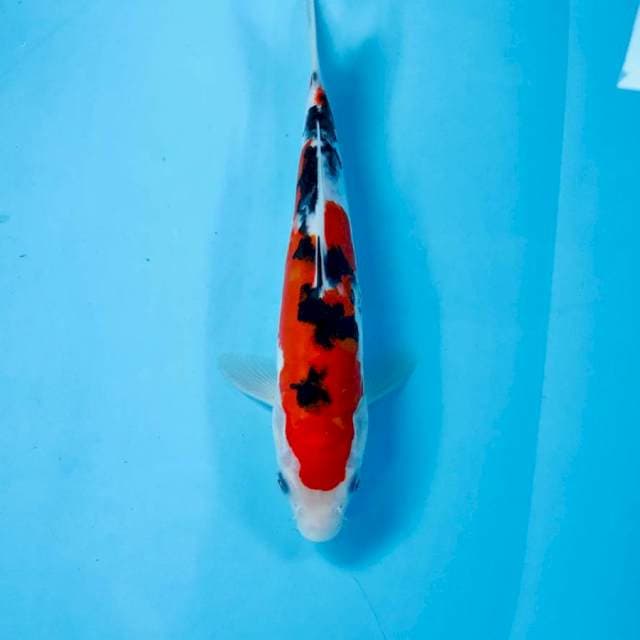 Sanke Doitsu, 24 cm
