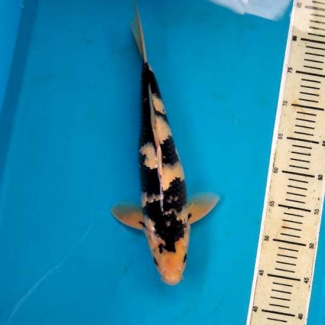 Shiro male 39cm hitam pekat