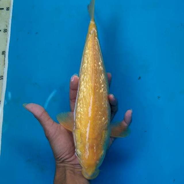 Karasi kingirin 34cm