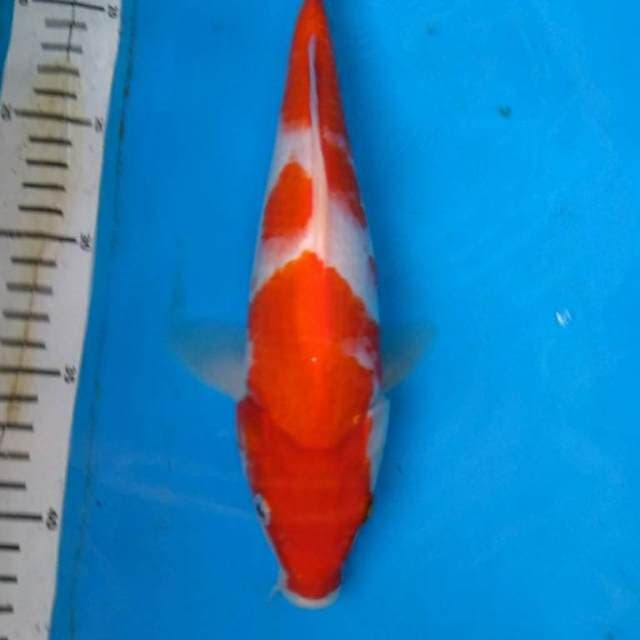 Kohaku