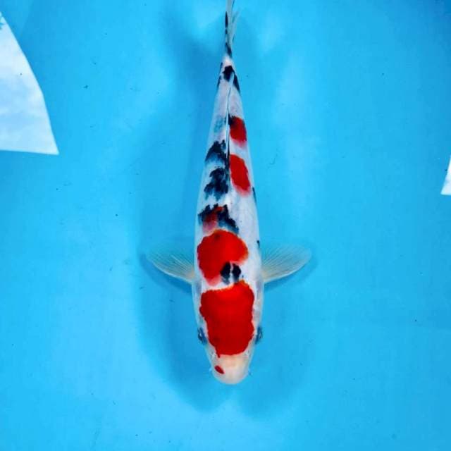 Sanke, 26 cm