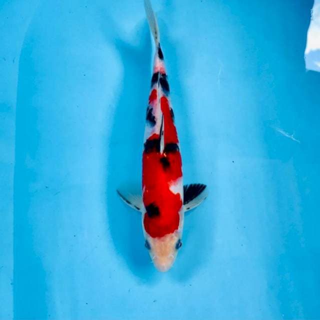 Sanke, 24 cm