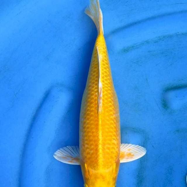 Original patern 35cm yamabuki