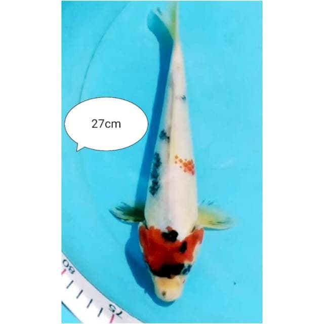 ~{sun}~tc showa 26cm