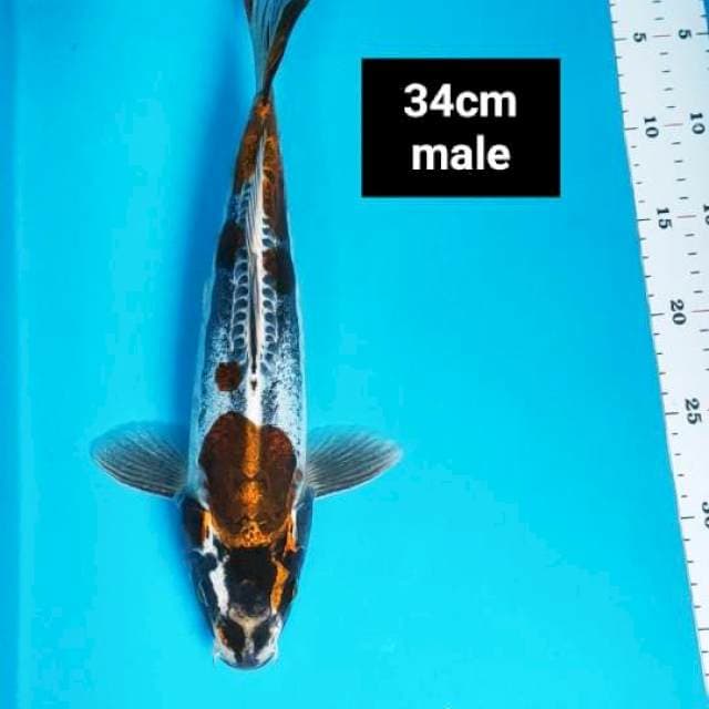 Brown kiko jos 34cm male
