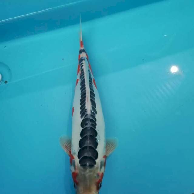 Shusui F1 Yamaju Size 40bu