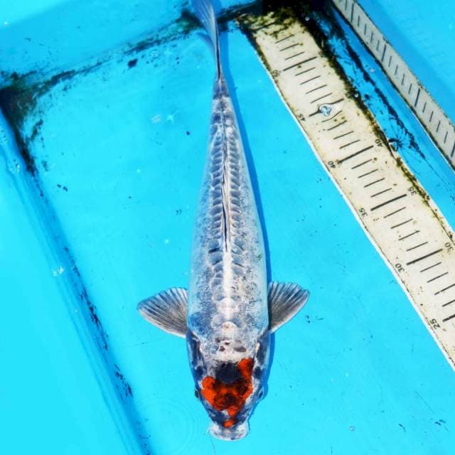 TANCHO KIKOKURYU ANTIK 36cm
