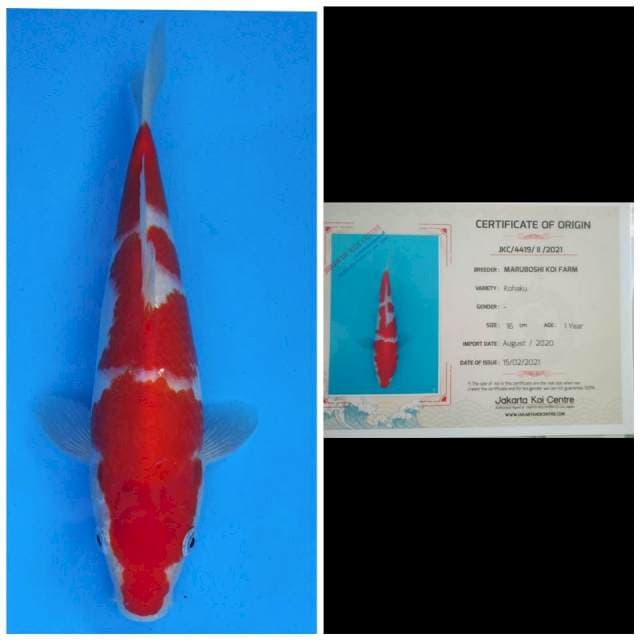 Maruboshi Hanatsuki Kohaku