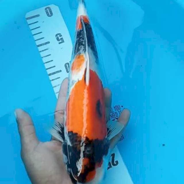 Showa 32cm