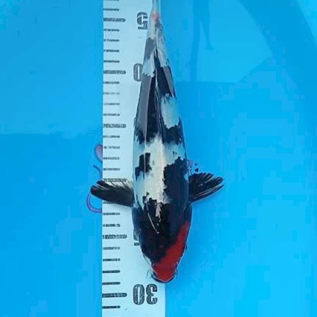 Tancho shawa 28cm
