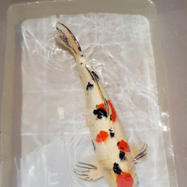 Tancho Sanke 50cm Bulky