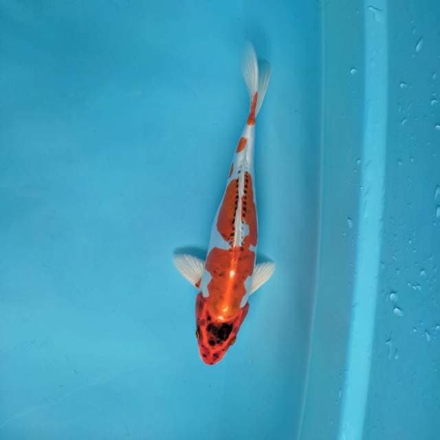 KIKO MERAH