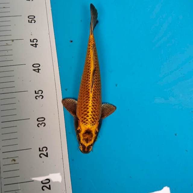 Gold mukashi 26 cm