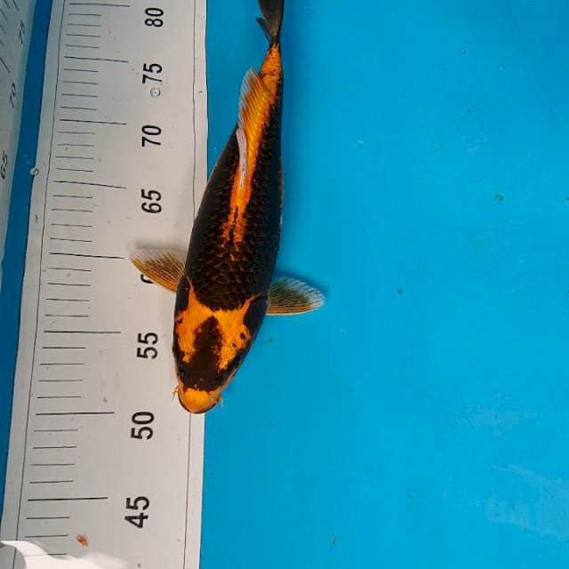 Kabuto 31 cm