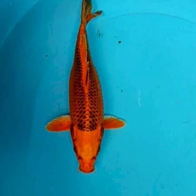 Akamatsuba 27cm