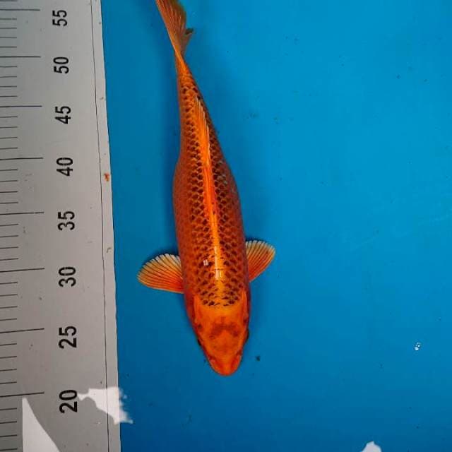 Kin matsuba 34 cm