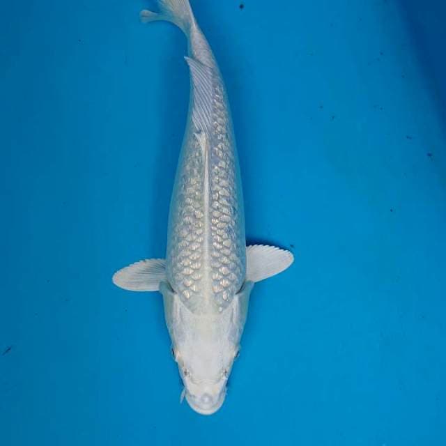 GINRIN PLATINUM 34 cm
