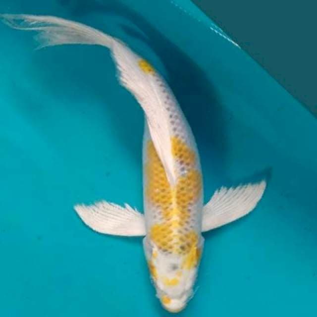 Kumpay Hariwake 33cm