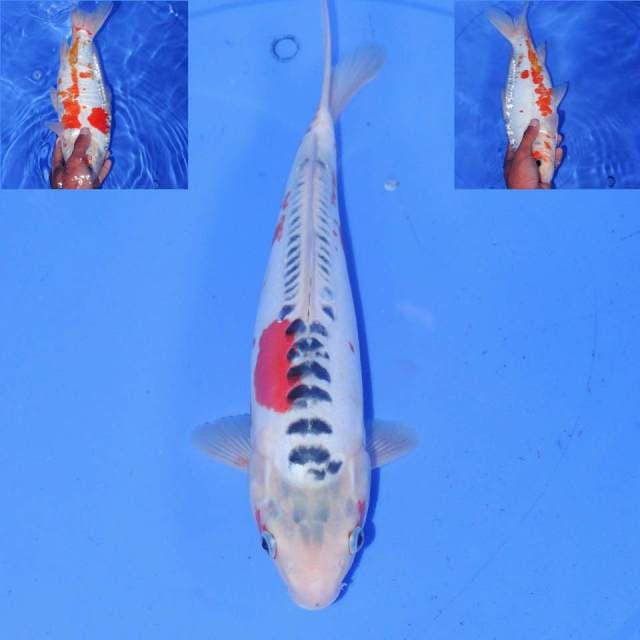 32cm SHUSUI