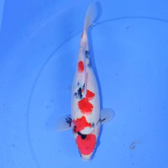 28cm TATEGOI SHOWA